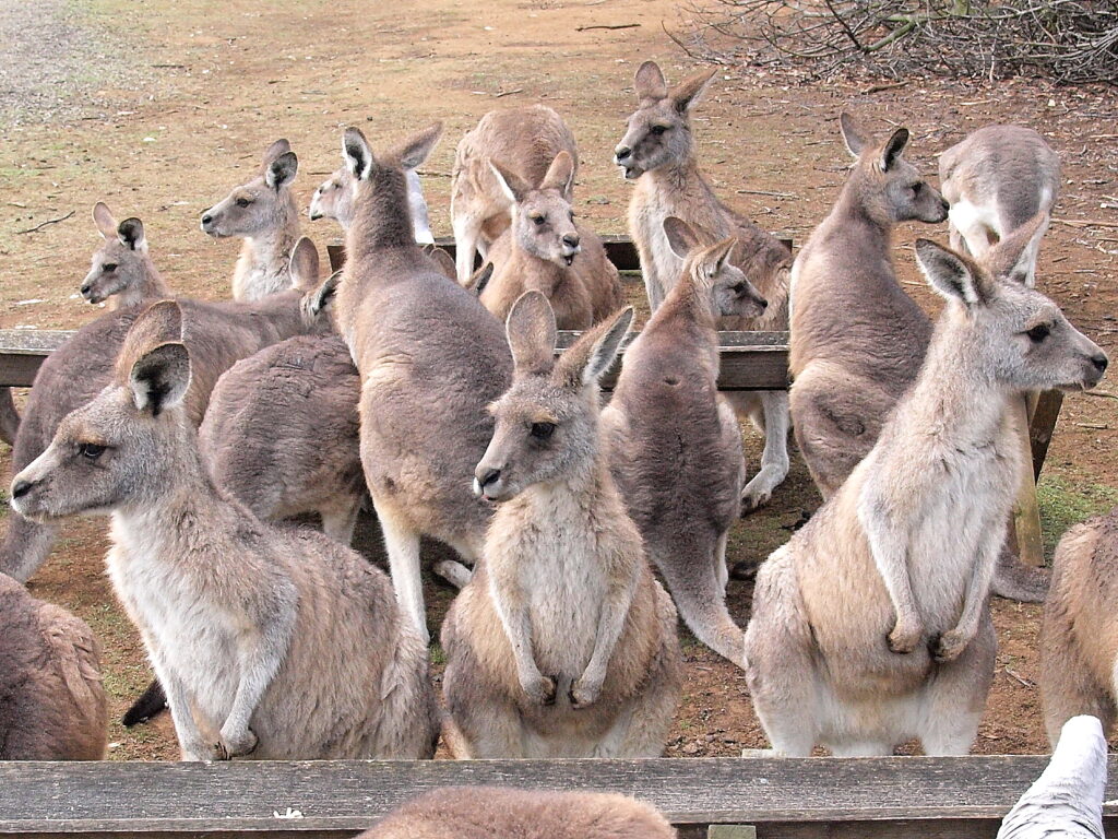 A Shocking Encounter with the Longing Kangaroo - Tasmania, Australia