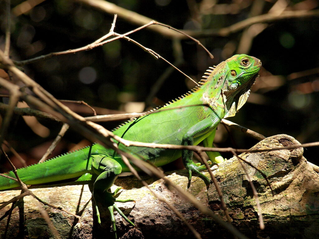 Animal Heaven - Manuel Antonio National Park, Costa Rica
